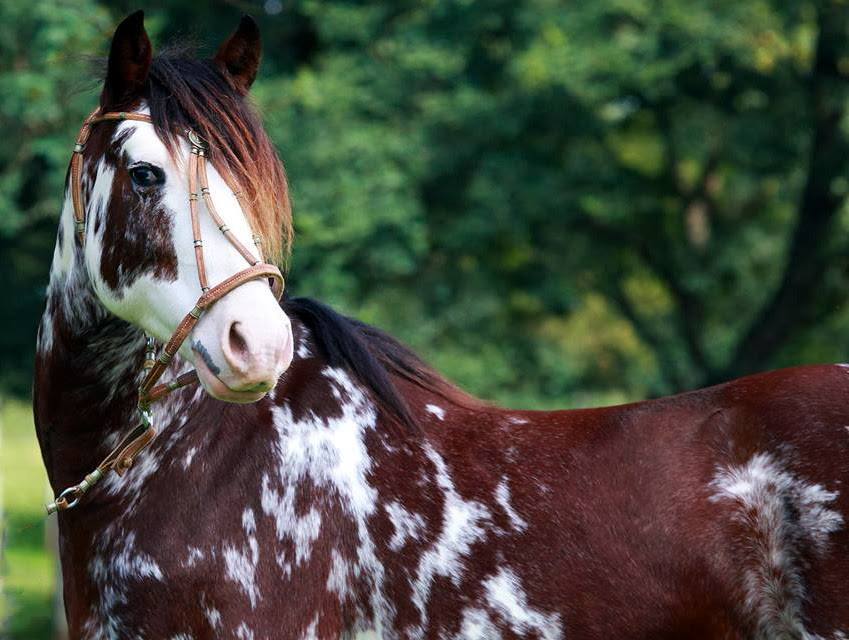 Argentine Criollo